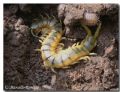 Scolopendra cingulata